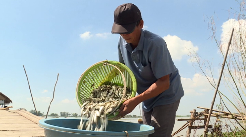 Nông dân Đồng Tháp bội thu mùa cá đồng