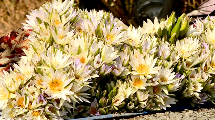 Bông súng ma nở trắng đồng