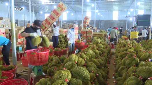 Giá sầu riêng trái vụ bất ngờ giảm mạnh