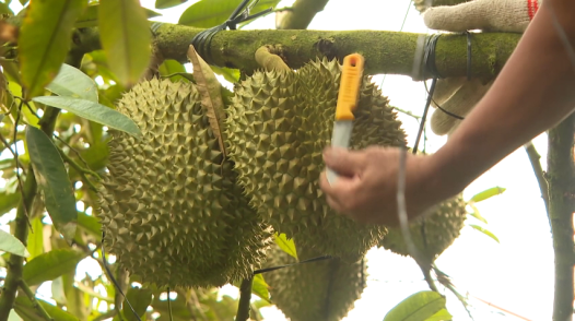 Gõ sầu riêng - Nghề kiếm tiền triệu mỗi ngày