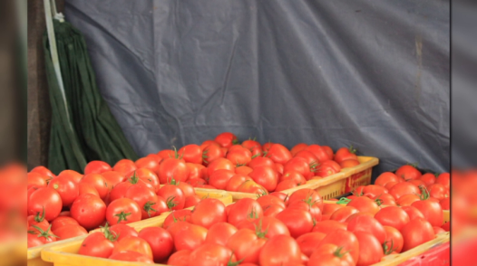 Hà Nội: Cà chua tăng giá kỷ lục