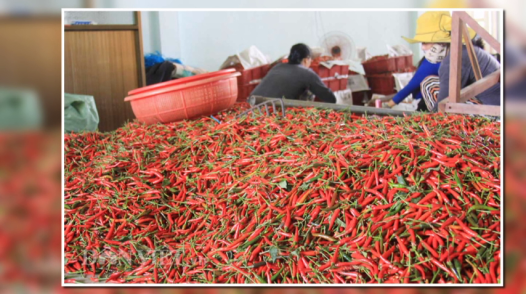 Giá ớt tăng 3 lần sau bão lũ