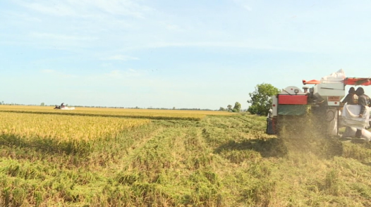 Đồng Tháp: Giá lúa Thu Đông tiếp tục tăng