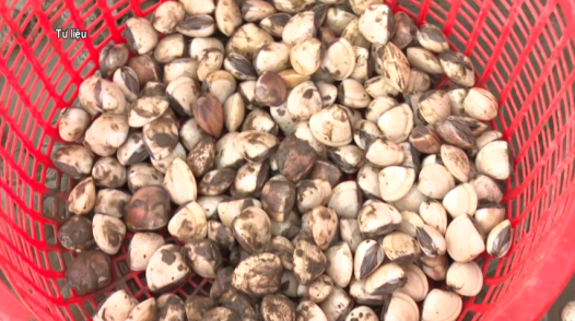 Nghêu thịt có giá cao, người nuôi phấn khởi