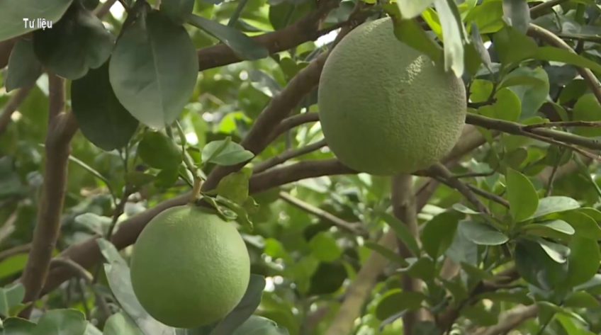 Giá bưởi có xu hướng tăng cao