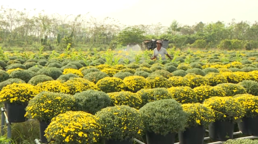 Trăm năm làng hoa Sa Đéc