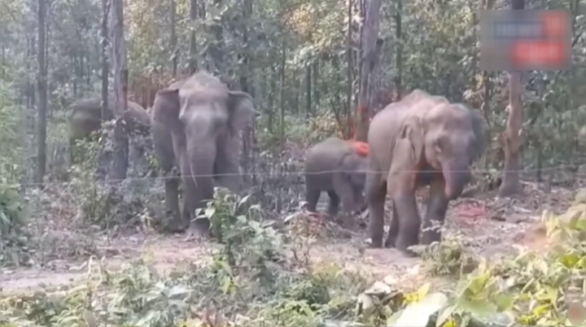 Ấn Độ: 7 con voi chết do va chạm với đoàn tàu chở khách