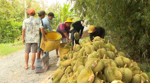 Giá sầu riêng nghịch mùa tại Đồng Tháp giảm mạnh