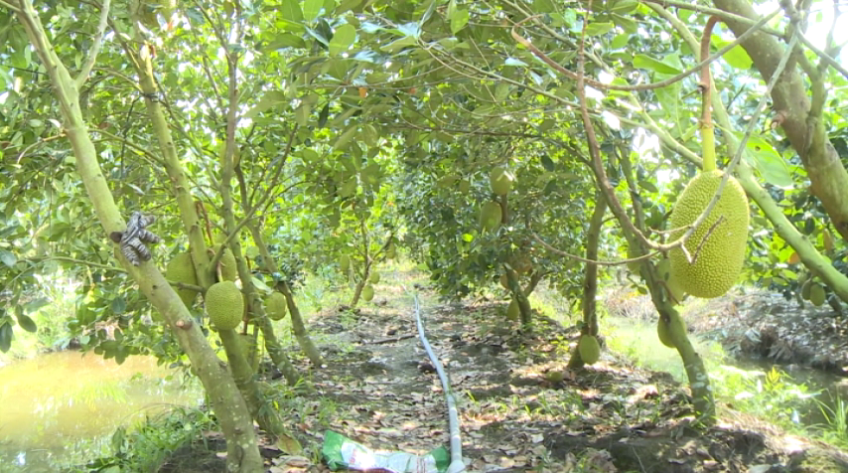 Chuẩn hóa vùng trồng mít, sẵn sàng cho thị trường tỷ dân