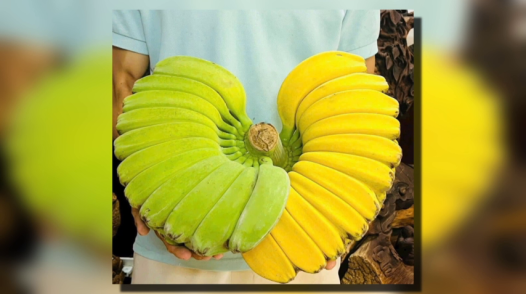 Trái cây độc lạ chưa Tết đã hút hàng