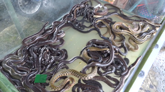 Đồng Tháp: Phát hiện 2 trường hợp mua bán động vật hoang dã