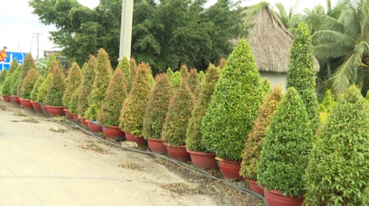 Kiểng công trình Sa Đéc - Chuỗi giá trị ngàn tỷ