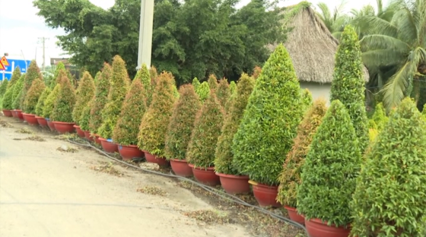 Kiểng công trình Sa Đéc - Chuỗi giá trị ngàn tỷ