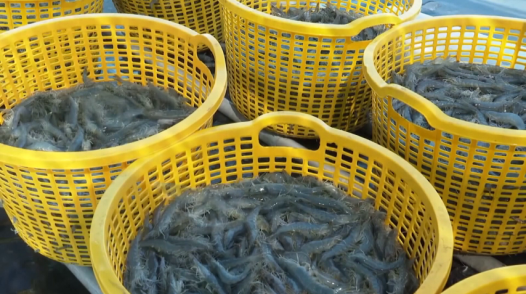 Giá tôm tăng cao dịp cuối năm