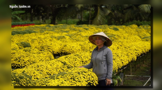 Cúc mâm xôi nở sớm, giá giảm sâu