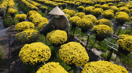 Cúc mâm xôi nở sớm của nông dân Sa Đéc chưa tiêu thụ hết