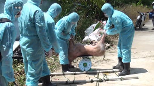 Cà Mau, Vĩnh Long: Dịch tả heo châu Phi diễn biến phức tạp