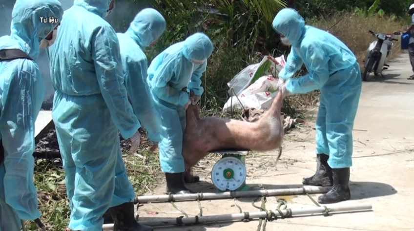 Cà Mau, Vĩnh Long: Dịch tả heo châu Phi diễn biến phức tạp