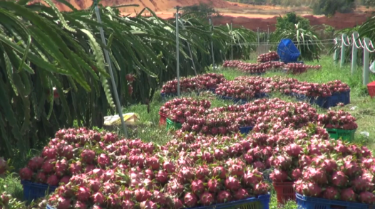 Thanh long nghịch vụ giá cao