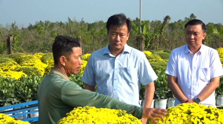 Lãnh đạo phường Sa Đéc khảo sát diện tích cúc mâm xôi nở sớm