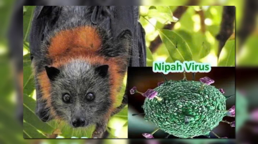 Việt Nam chủ động phòng, chống bệnh do virus Nipah