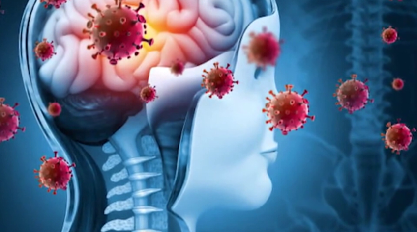 Bộ Y tế báo cáo chính phủ về nguy cơ dịch do virus Nipah