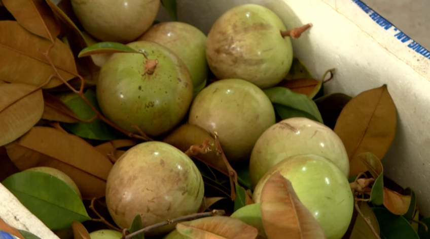 Tìm lại vú sữa Lò Rèn