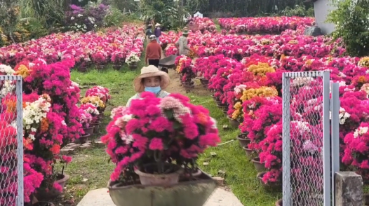 Vĩnh Long: Không yêu cầu giấy xác nhận khi vận chuyển hoa, kiểng dịp Tết