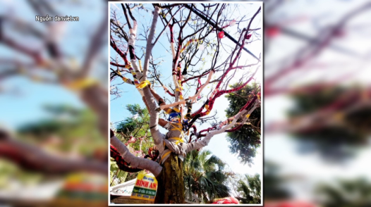 Cây mai 100 tuổi trị giá 3,7 tỷ đồng 