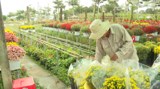 Hoa Tết ở Sa Đéc tiêu thụ nhanh, nông dân phấn khởi