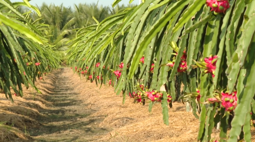 Đồng Tháp: Giá thanh long tăng mạnh dịp đầu năm