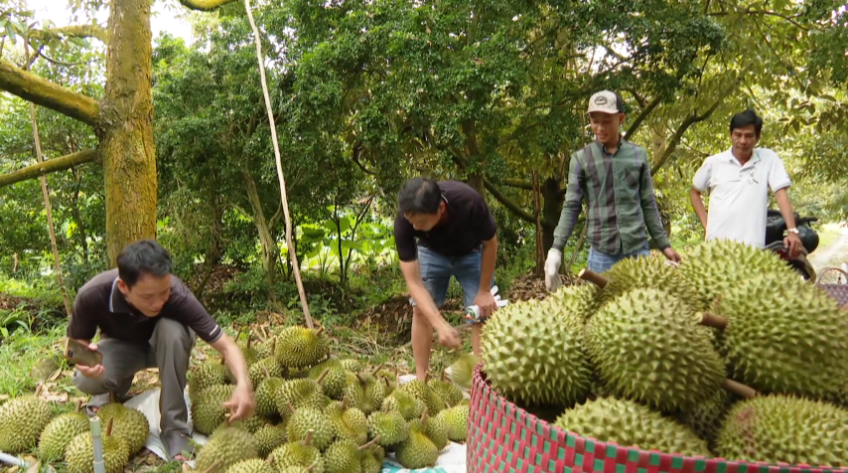 Đồng Tháp: Sầu riêng tăng giá đầu năm, nhà vườn phấn khởi
