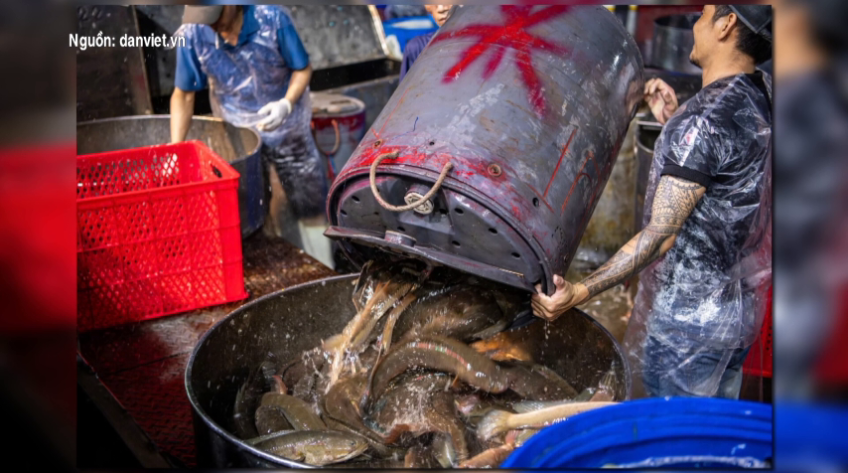 Cá lóc miền Tây về chợ Bình Điền tăng mạnh dịp vía Thần Tài