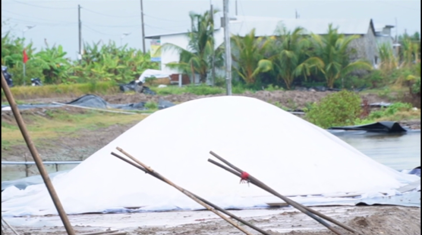 Nhiều diện tích muối ở Cà Mau bị thiệt hại do mưa trái mùa