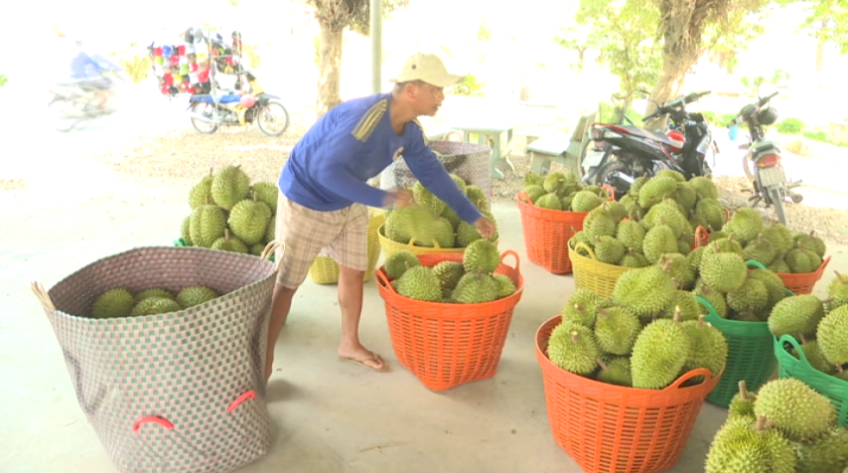Thận trọng khi giá sầu riêng tăng mạnh