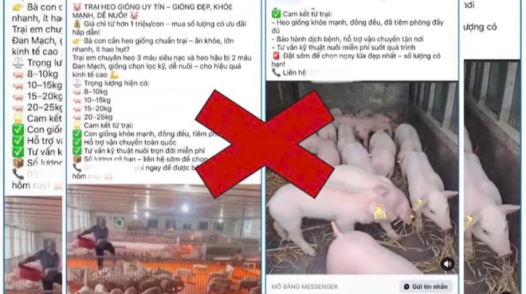 Triệt phá đường dây mua bán heo giống không rõ nguồn gốc