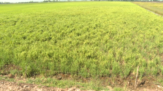 Trâu phá lúa gây nhiều thiệt hại cho nông dân