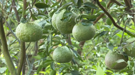 Nhiều nhà vườn đốn bỏ cam sành vì liên tục rớt giá