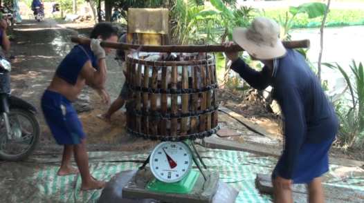 Giá cá tra tăng cao, nhiều hộ vẫn 