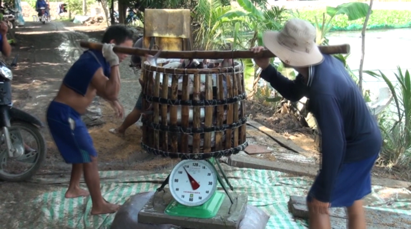 Giá cá tra tăng cao, nhiều hộ vẫn 