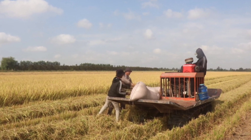 Thủ tướng yêu cầu tăng mua lúa, không để nông dân bị ép giá