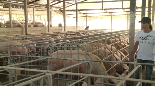 Đồng Tháp: Giá heo hơi tiếp tục giảm