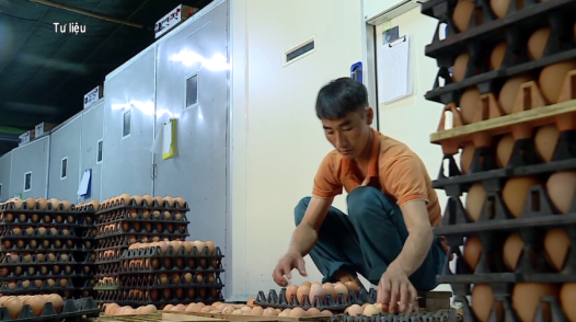 Nghịch lý của giá trứng gà