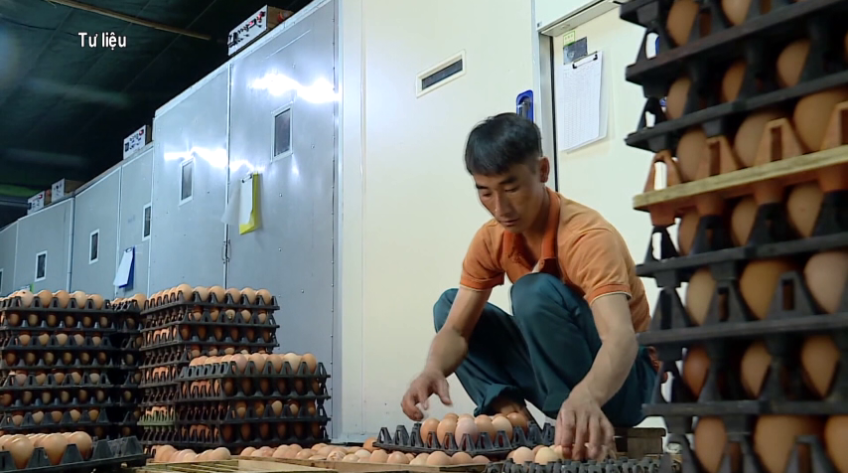 Nghịch lý của giá trứng gà