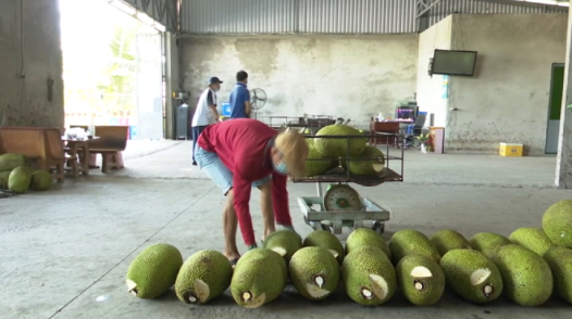 Đồng Tháp: Giá mít, sầu riêng giảm