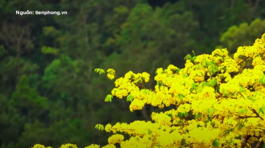 Mai vàng bung nở trên non thiêng Yên Tử, Quảng Ninh