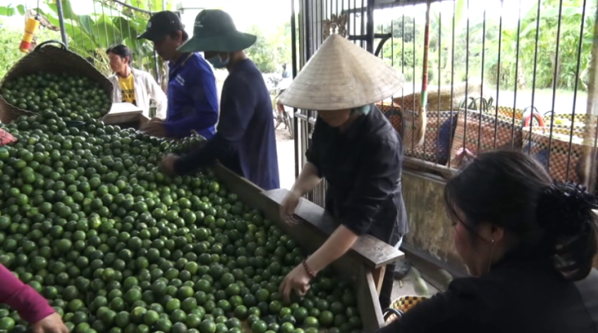 Chanh tăng giá cao, nông dân phấn khởi