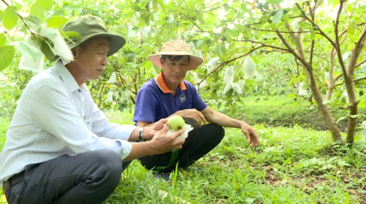 Đồng Tháp phát triển cây ăn trái an toàn, hữu cơ