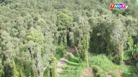 20.000 hecta rừng U Minh Hạ bên ngưỡng cháy nguy hiểm