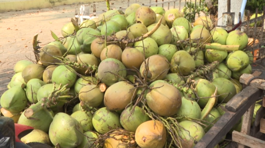 Nắng nóng kéo dài, dừa xiêm tăng giá mạnh